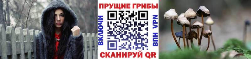 Псилоцибиновые грибы Psilocybine cubensis  Новосокольники 